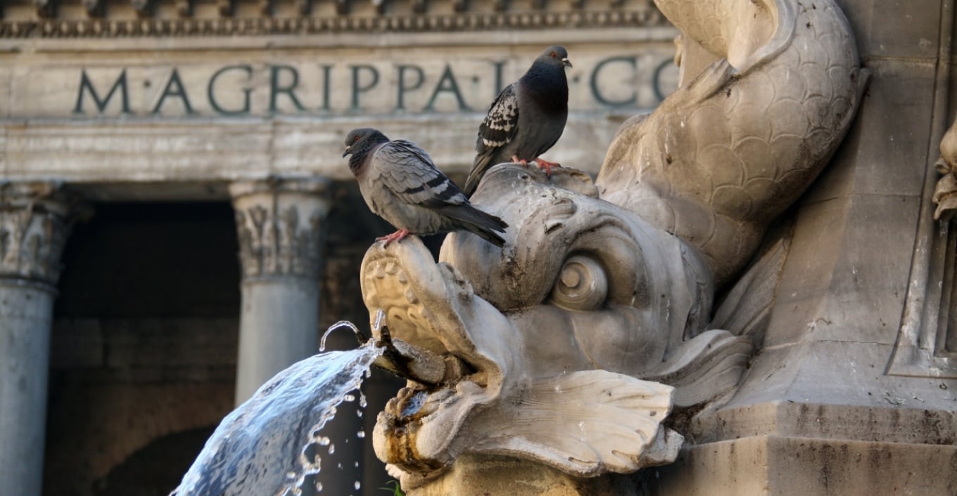 Pëllumbat në Romë: Banorët përballen me makthin e zogjve