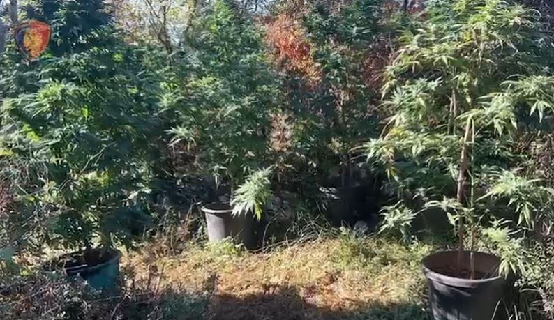 Policisë Malësi shpall Asgjësohen 1723 bimë kanabisi, arrestohen babë e bir në Shkodër.…