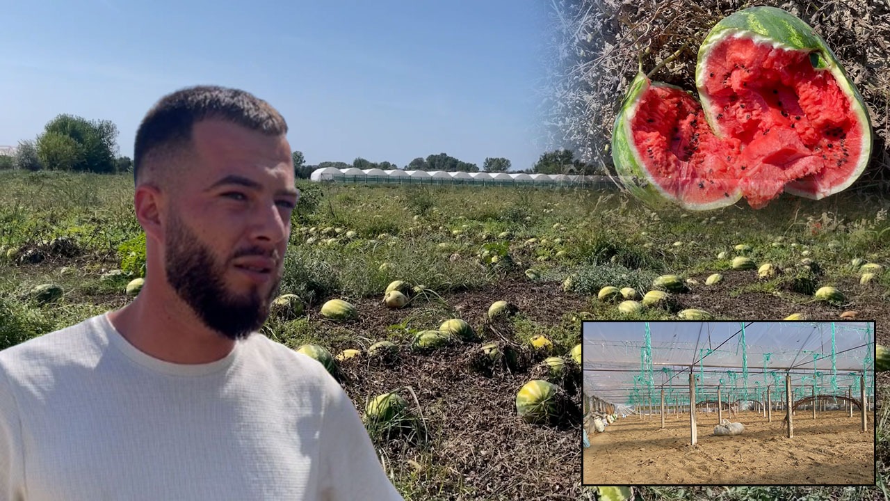 Bllokimi i 8 ton domateve nga Shqipëria në Kroaci, fermerët në krizë