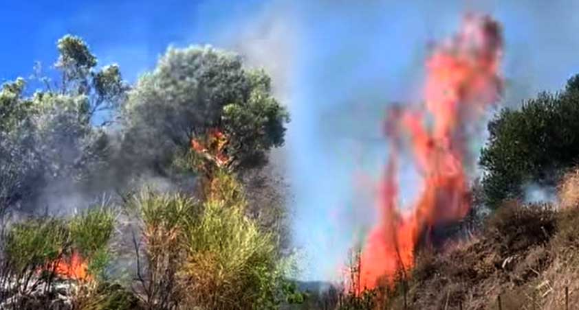 Zjarr në Baldushk, dëme të mëdha në pyje dhe ullinj shekullorë
