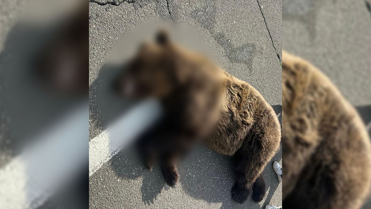 Bulqizë Zbriti: Zbriti nga mali në kërkim të ushqimit, përplaset nga makina dhe ndërron…