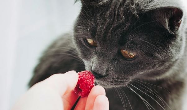 Macet dhe mjedrat: A janë të sigurta për t'u konsumuar?