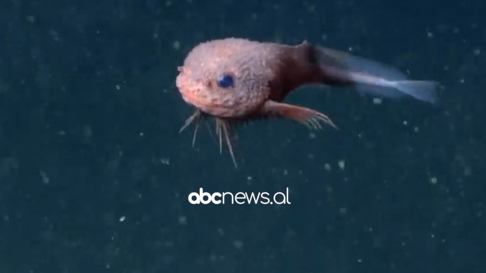 Peshku kërmill me gunga, specia e re që jeton 10 mijë metra nën oqean