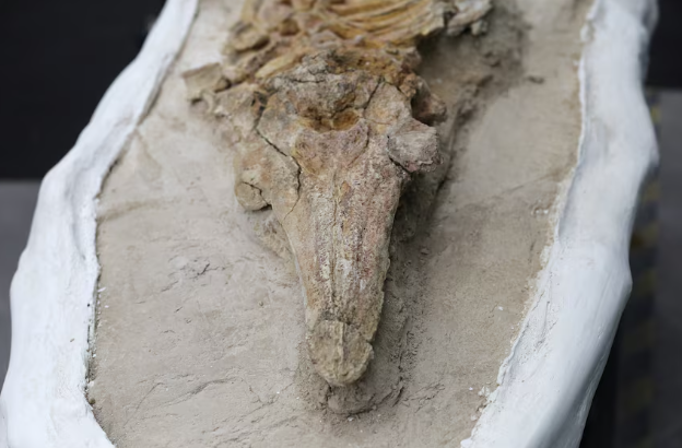 Delfini i lashtë: Fosilet e 12 milionë vjeçarëve zbulohet në Peru