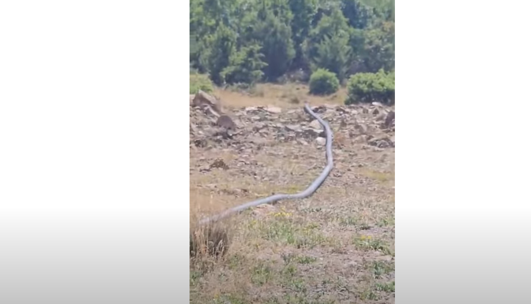 Ujëmbjellësin Një shpall VIDEO/ Tubacione në natyrë! Skandal në Klos, si uji mbush…