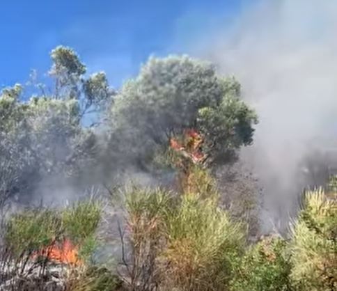 Zjarr në pyjet e Baldushkut, shkatërrohen ullinj shekullorë