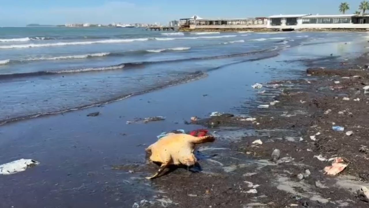 Vlorës Një: Një breshkë deti e rrallë gjendet e ngordhur në bregun e Vlorës