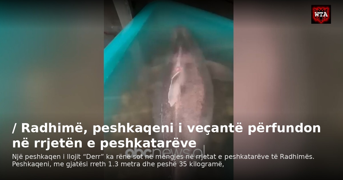 / Radhimë, peshkaqeni i veçantë përfundon në rrjetën e peshkatarëve
