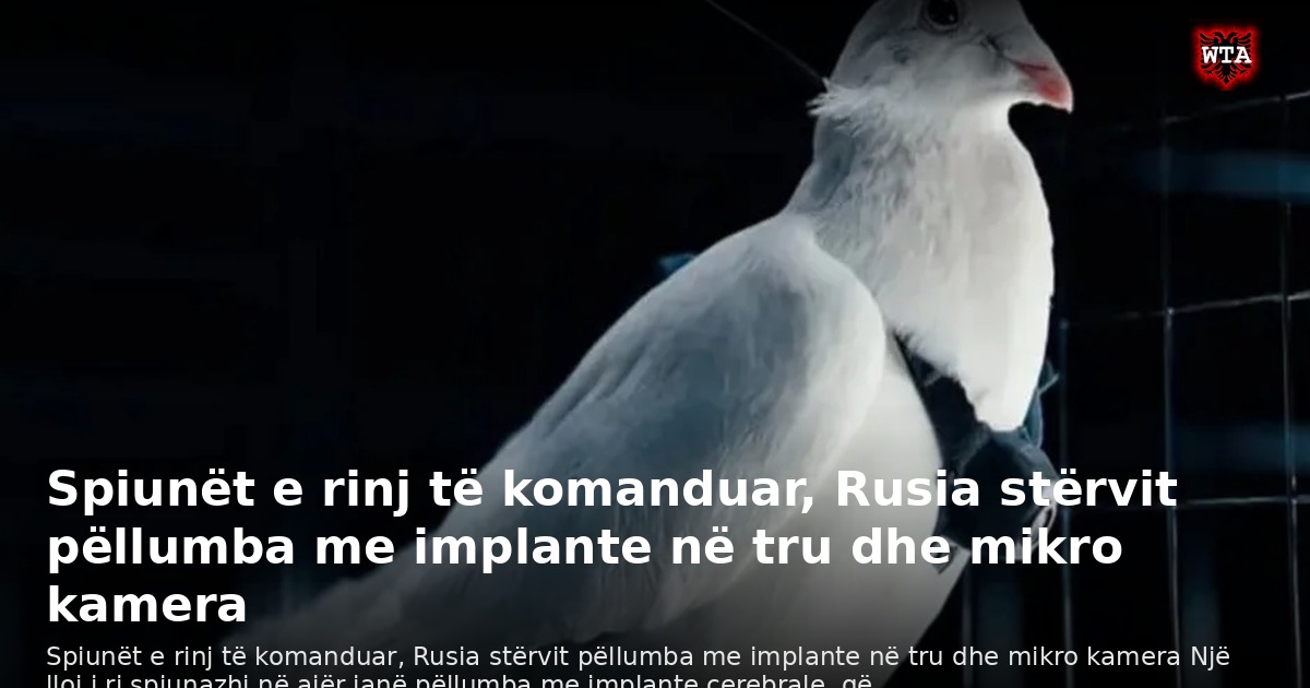 Spiunët e rinj të komanduar, Rusia stërvit pëllumba me implante në tru dhe mikro kamera