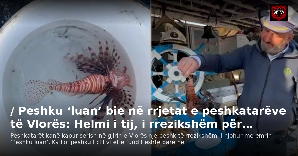 / Peshku ‘luan’ bie në rrjetat e peshkatarëve të Vlorës: Helmi i tij, i rrezikshëm për…