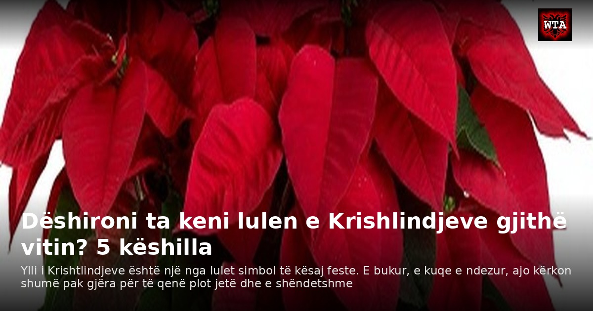 Dëshironi ta keni lulen e Krishlindjeve gjithë vitin? 5 këshilla