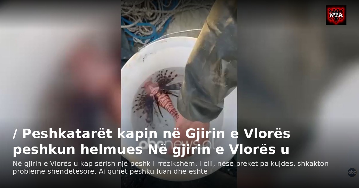 / Peshkatarët kapin në Gjirin e Vlorës peshkun helmues Në gjirin e Vlorës u