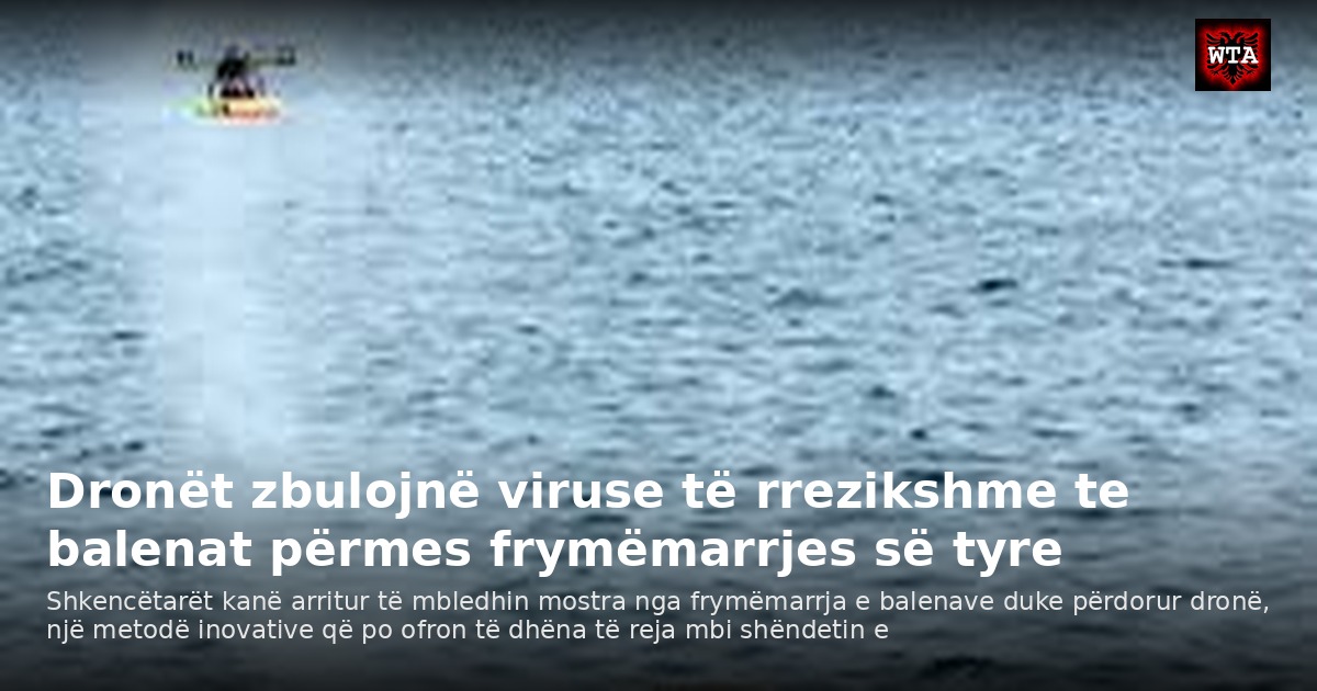 Dronët zbulojnë viruse të rrezikshme te balenat përmes frymëmarrjes së tyre