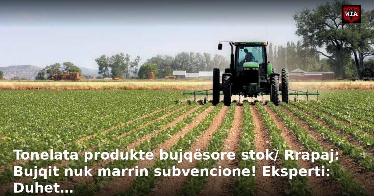 Tonelata produkte bujqësore stok/ Rrapaj: Bujqit nuk marrin subvencione! Eksperti: Duhet…