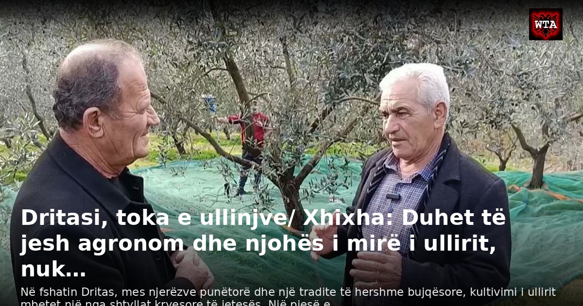 Dritasi, toka e ullinjve/ Xhixha: Duhet të jesh agronom dhe njohës i mirë i ullirit, nuk…