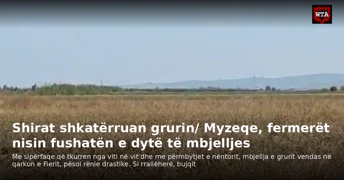 Shirat shkatërruan grurin/ Myzeqe, fermerët nisin fushatën e dytë të mbjelljes