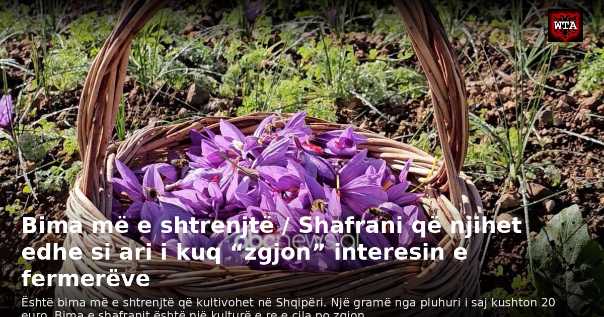 Bima më e shtrenjtë / Shafrani që njihet edhe si ari i kuq “zgjon” interesin e fermerëve