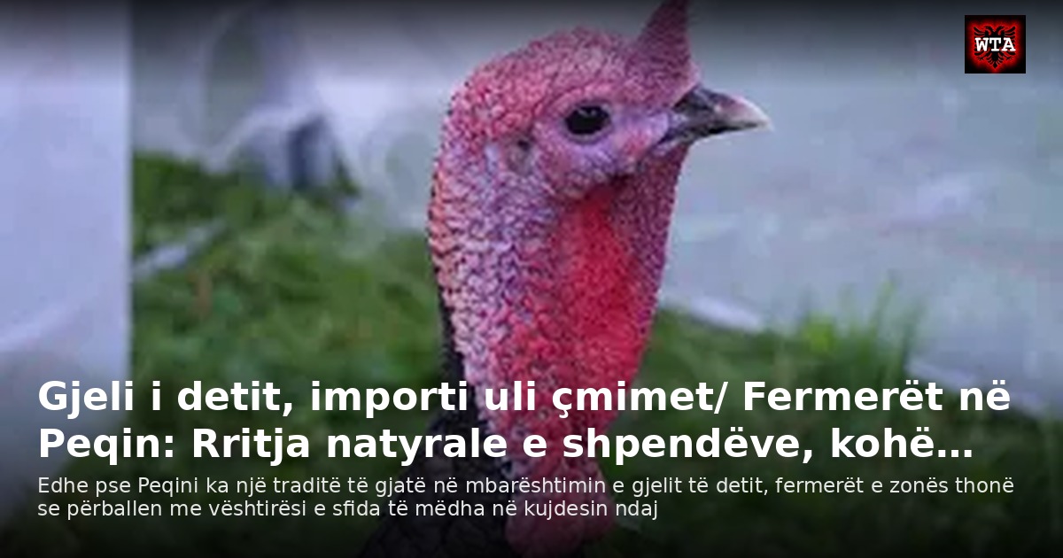 Gjeli i detit, importi uli çmimet/ Fermerët në Peqin: Rritja natyrale e shpendëve, kohë…