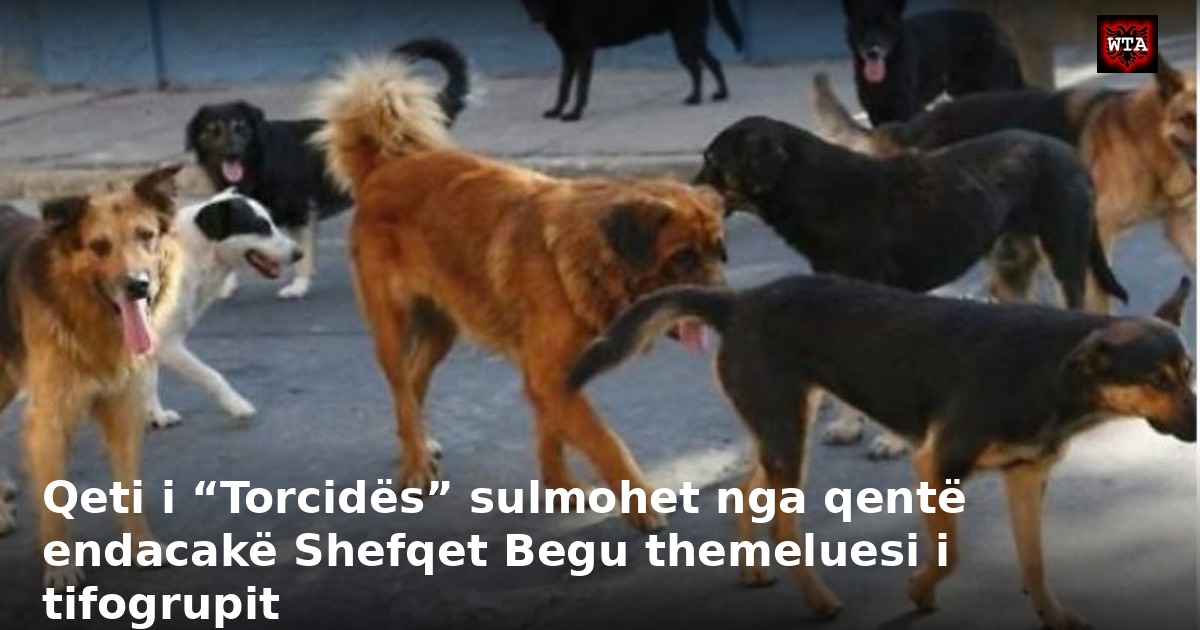 Qeti i “Torcidës” sulmohet nga qentë endacakë Shefqet Begu themeluesi i tifogrupit