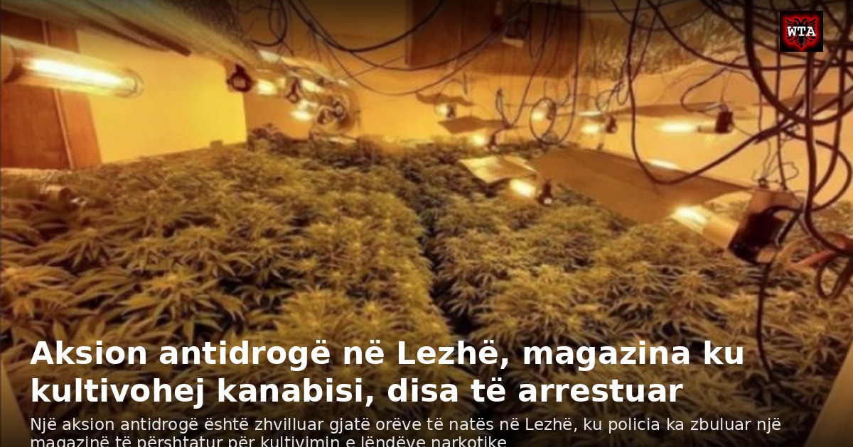 Aksion antidrogë në Lezhë, magazina ku kultivohej kanabisi, disa të arrestuar