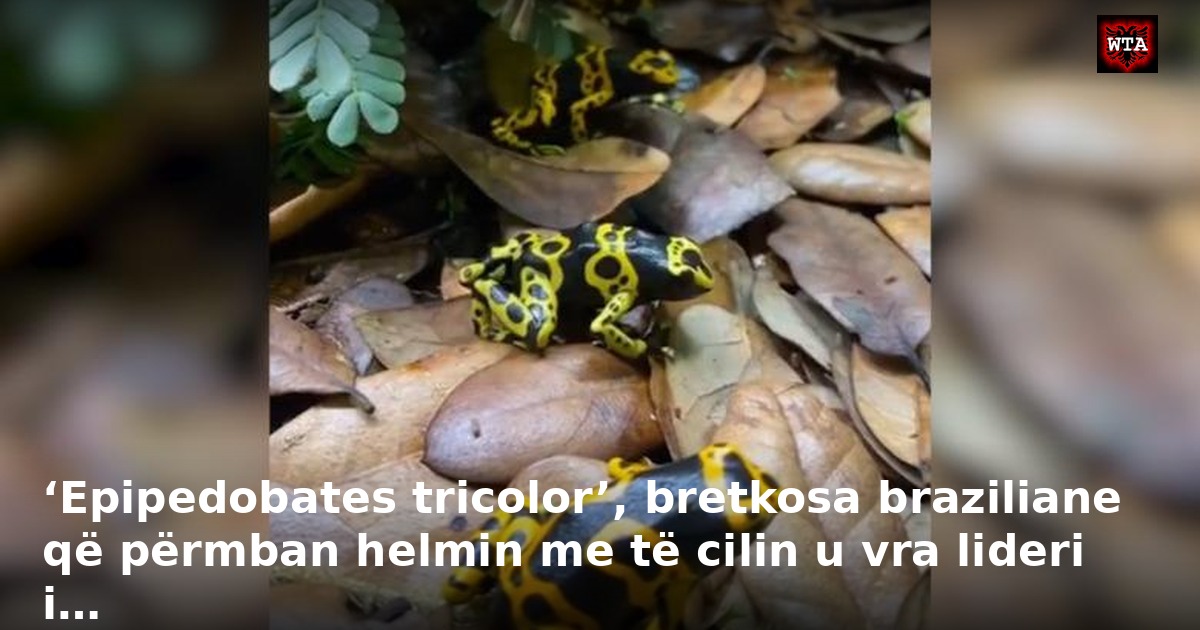 ‘Epipedobates tricolor’, bretkosa braziliane që përmban helmin me të cilin u vra lideri i…