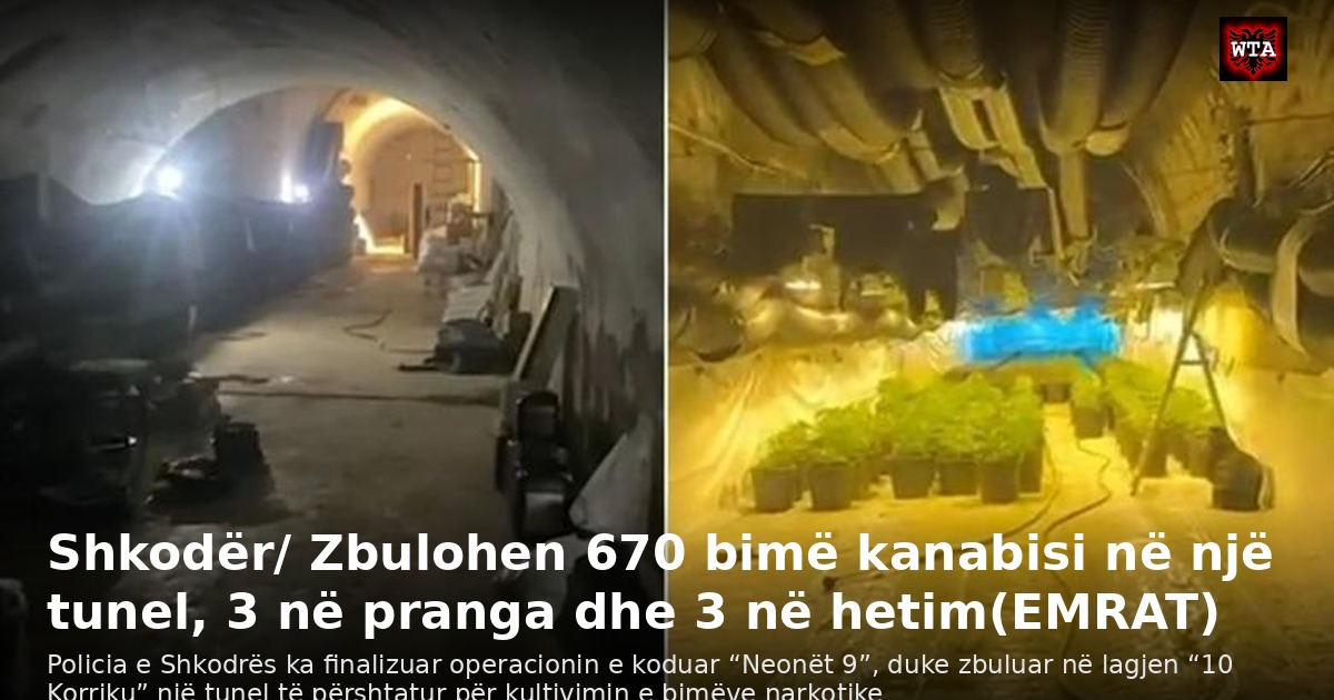 Shkodër/ Zbulohen 670 bimë kanabisi në një tunel, 3 në pranga dhe 3 në hetim(EMRAT)