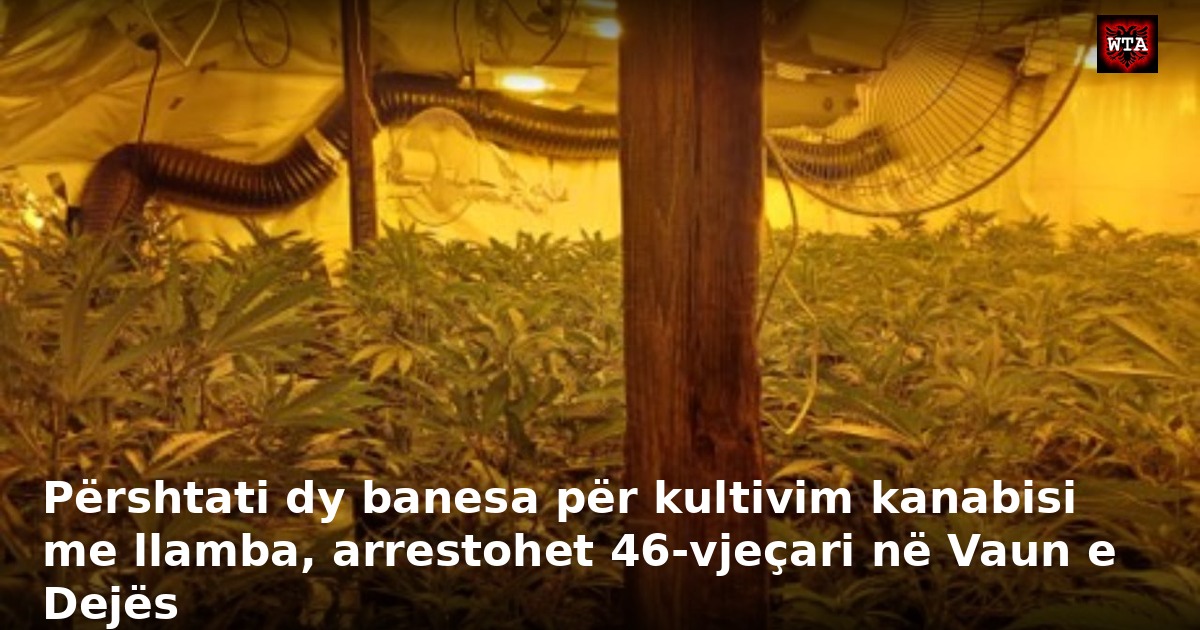 Përshtati dy banesa për kultivim kanabisi me llamba, arrestohet 46-vjeçari në Vaun e Dejës