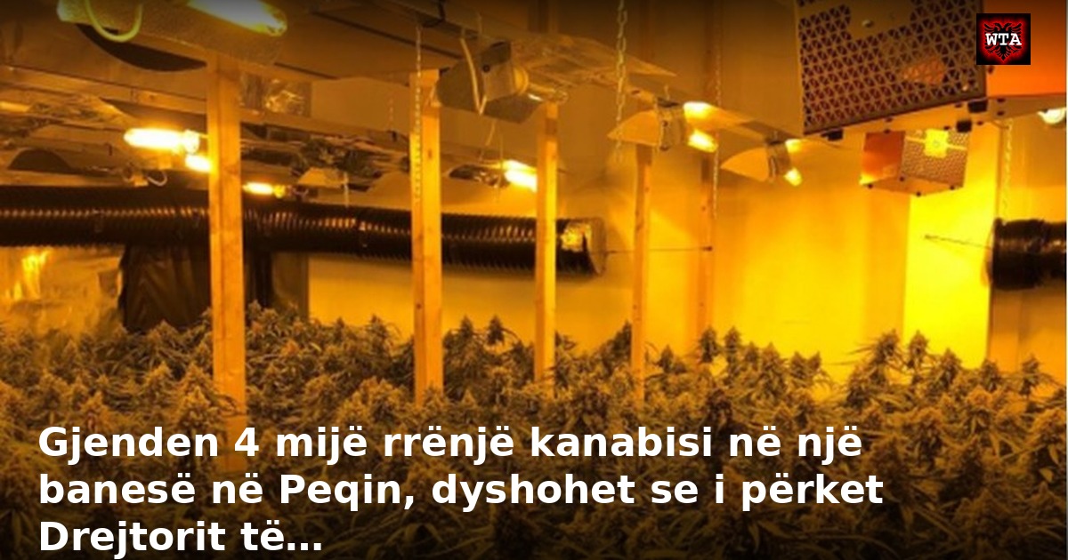 Gjenden 4 mijë rrënjë kanabisi në një banesë në Peqin, dyshohet se i përket Drejtorit të…