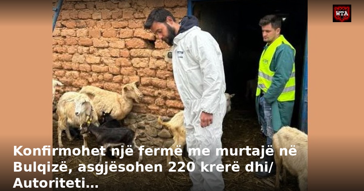 Konfirmohet një fermë me murtajë në Bulqizë, asgjësohen 220 krerë dhi/ Autoriteti…