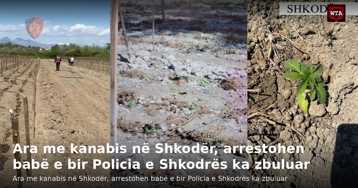 Ara me kanabis në Shkodër, arrestohen babë e bir Policia e Shkodrës ka zbuluar