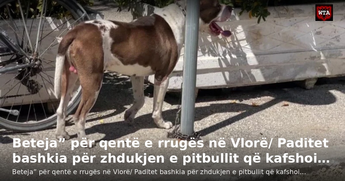 Beteja” për qentë e rrugës në Vlorë/ Paditet bashkia për zhdukjen e pitbullit që kafshoi…