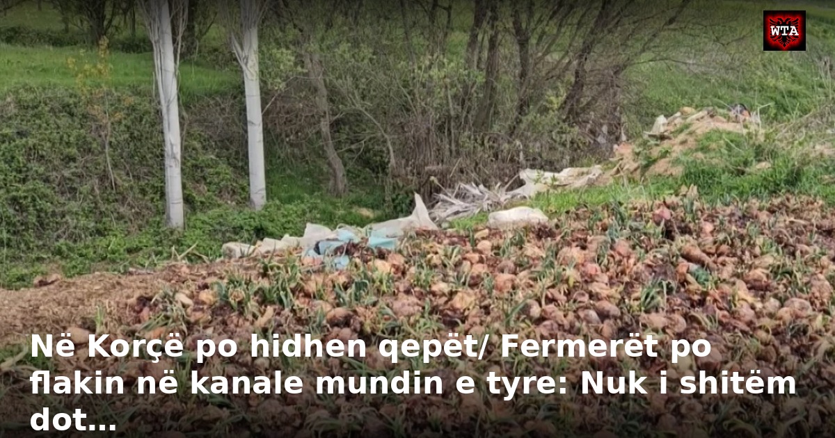 Në Korçë po hidhen qepët/ Fermerët po flakin në kanale mundin e tyre: Nuk i shitëm dot…