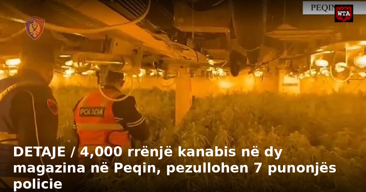 DETAJE / 4,000 rrënjë kanabis në dy magazina në Peqin, pezullohen 7 punonjës policie