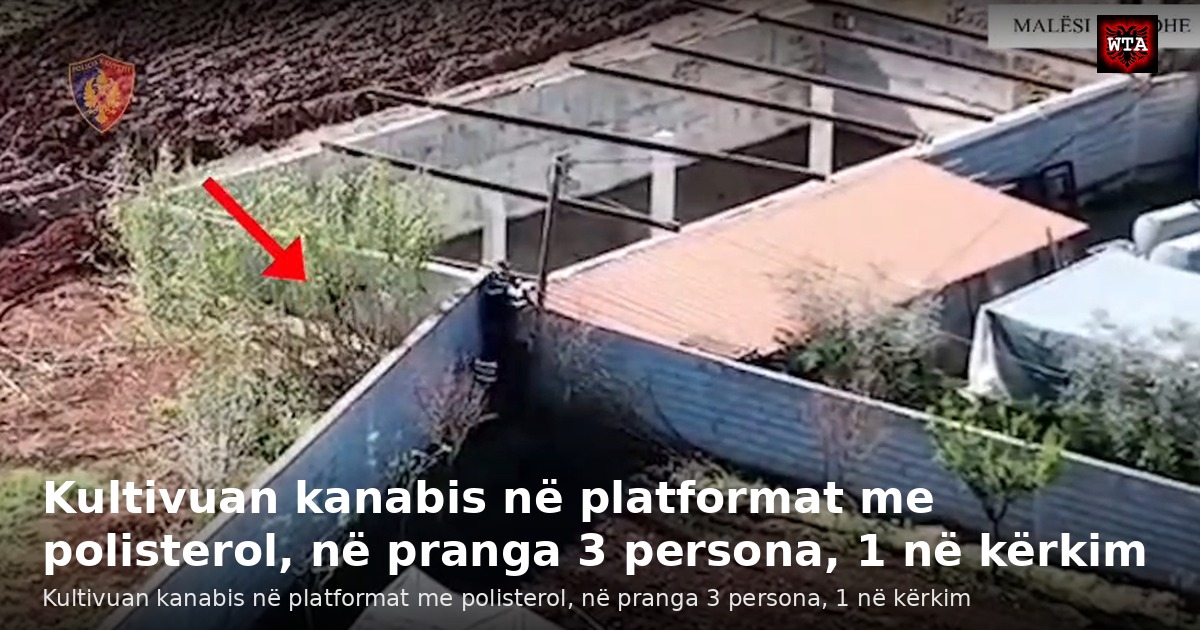 Kultivuan kanabis në platformat me polisterol, në pranga 3 persona, 1 në kërkim