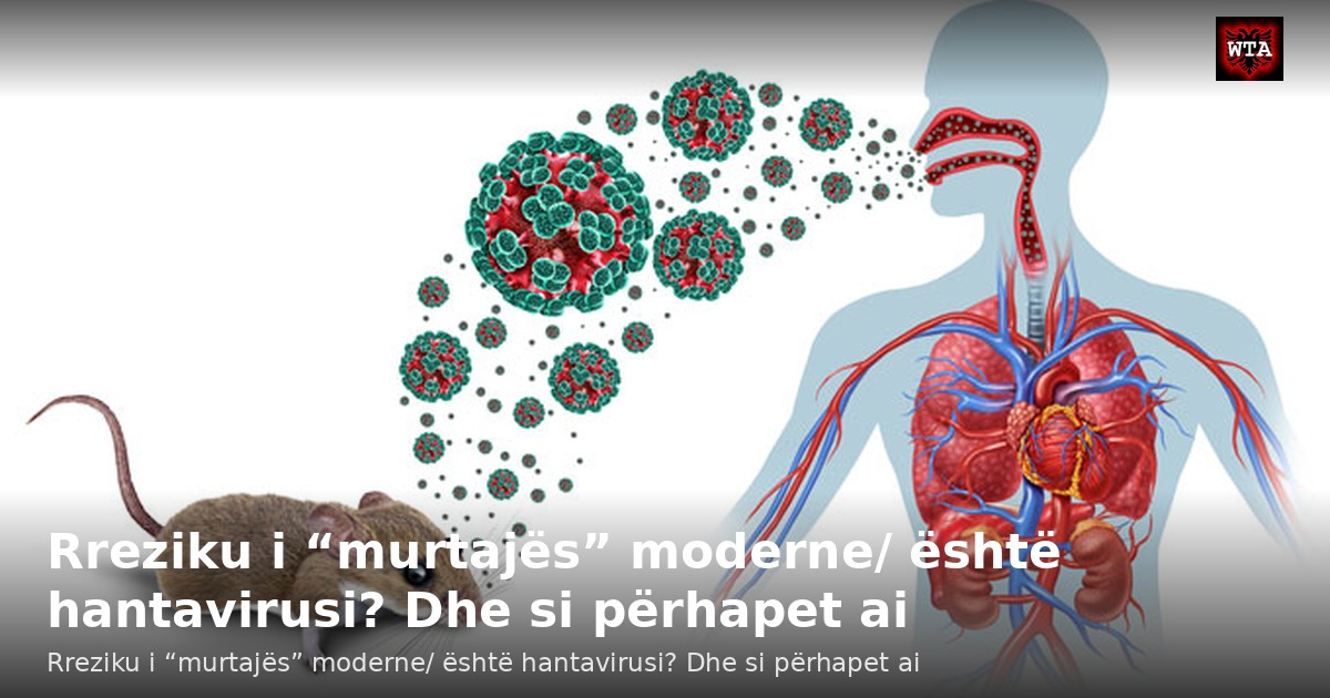 Rreziku i “murtajës” moderne/ është hantavirusi? Dhe si përhapet ai