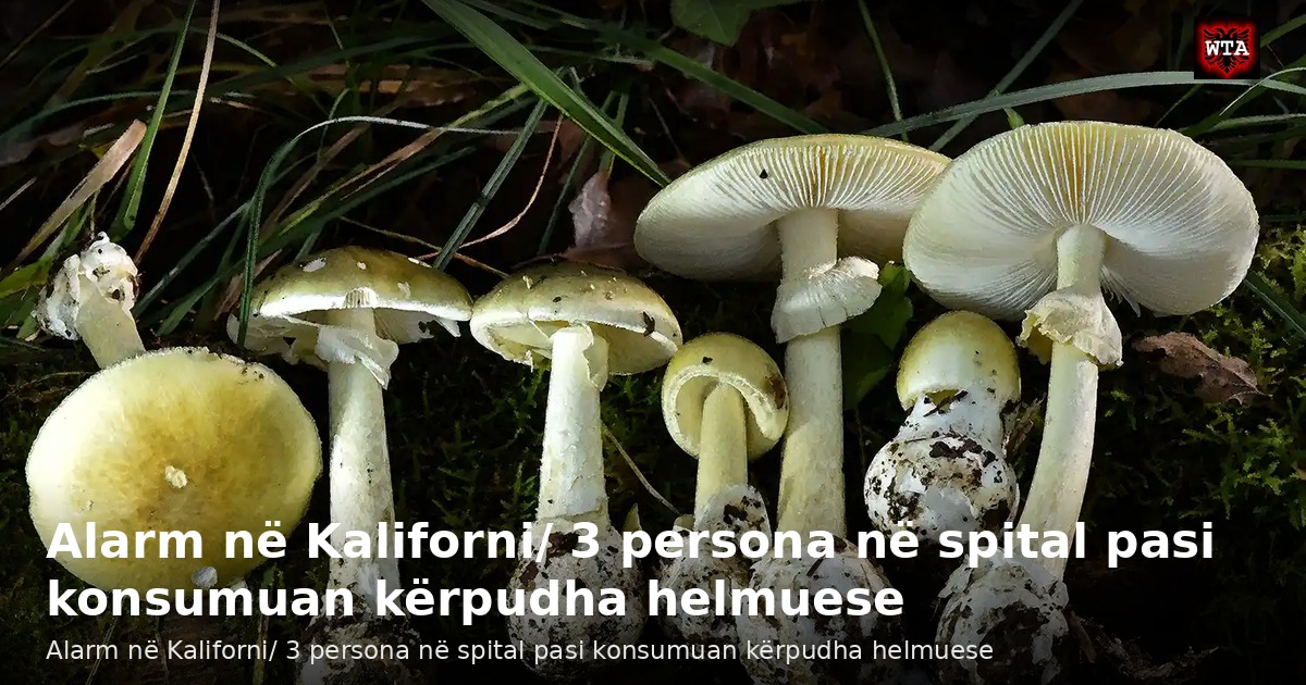 Alarm në Kaliforni/ 3 persona në spital pasi konsumuan kërpudha helmuese