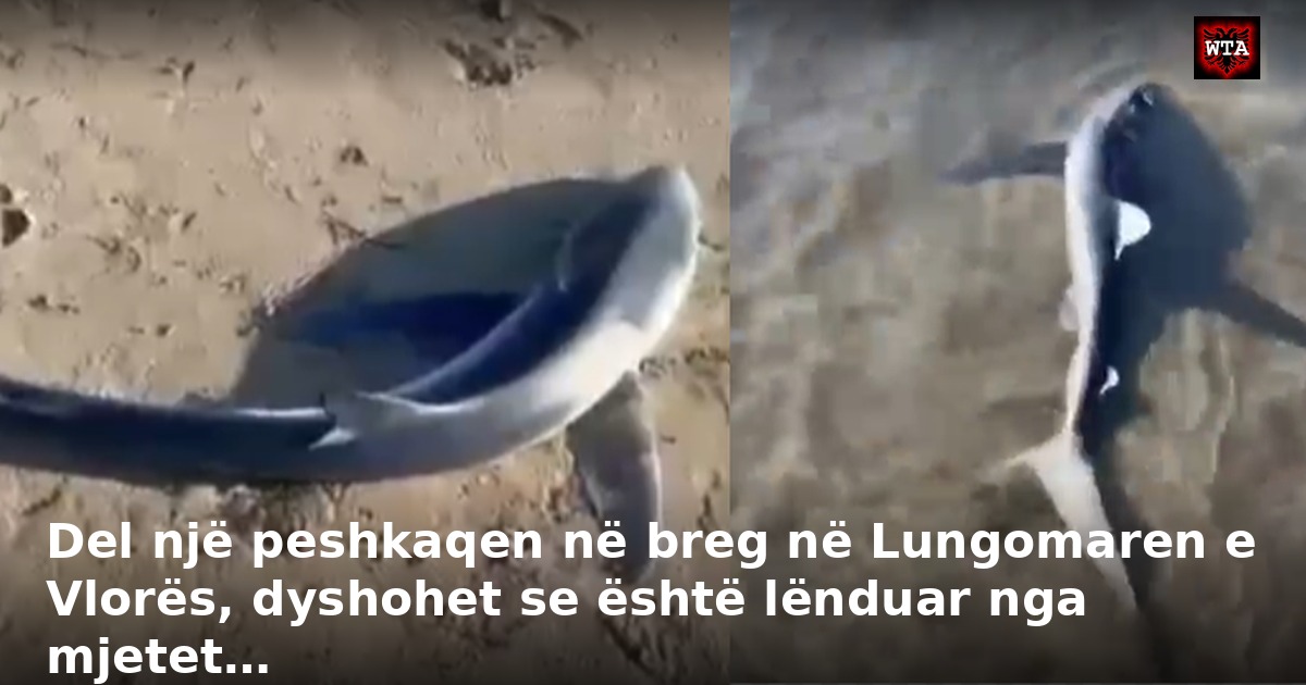 Del një peshkaqen në breg në Lungomaren e Vlorës, dyshohet se është lënduar nga mjetet…