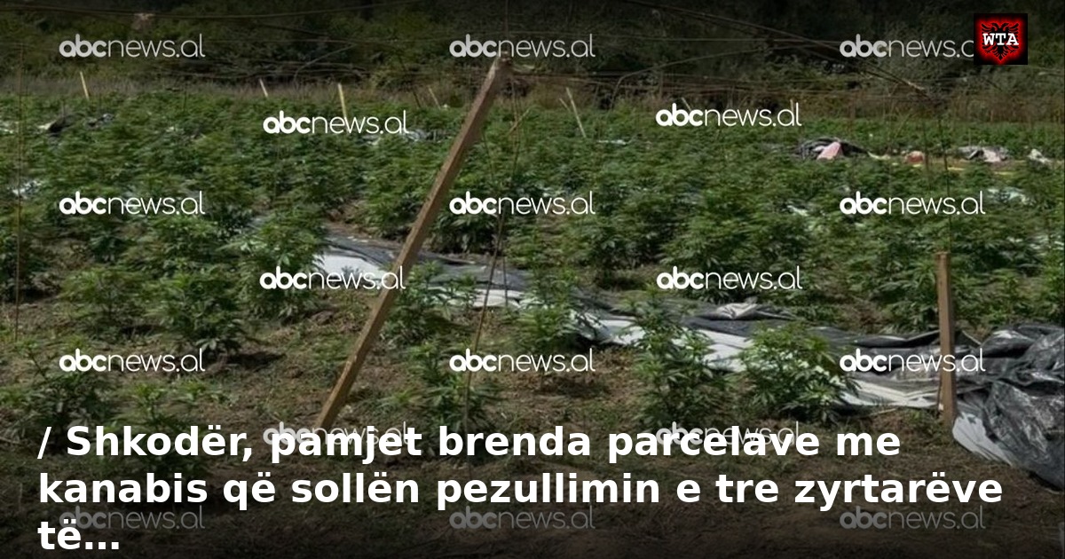 / Shkodër, pamjet brenda parcelave me kanabis që sollën pezullimin e tre zyrtarëve të…