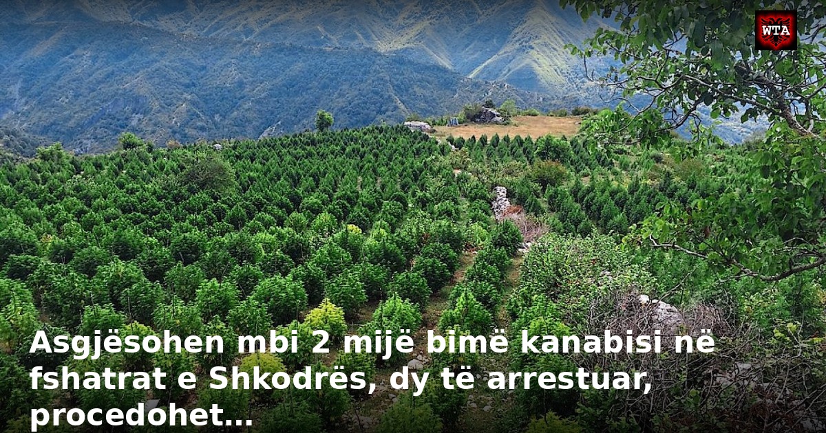 Asgjësohen mbi 2 mijë bimë kanabisi në fshatrat e Shkodrës, dy të arrestuar, procedohet…