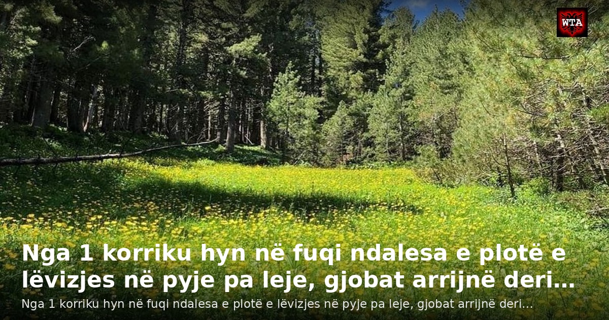 Nga 1 korriku hyn në fuqi ndalesa e plotë e lëvizjes në pyje pa leje, gjobat arrijnë deri…