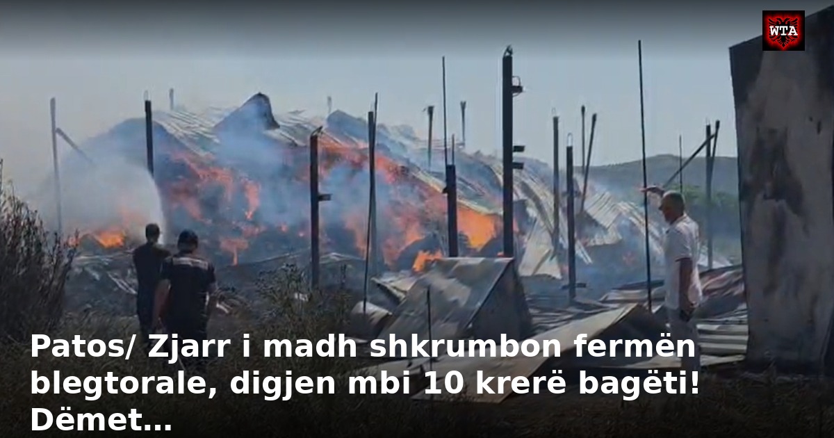 Patos/ Zjarr i madh shkrumbon fermën blegtorale, digjen mbi 10 krerë bagëti! Dëmet…