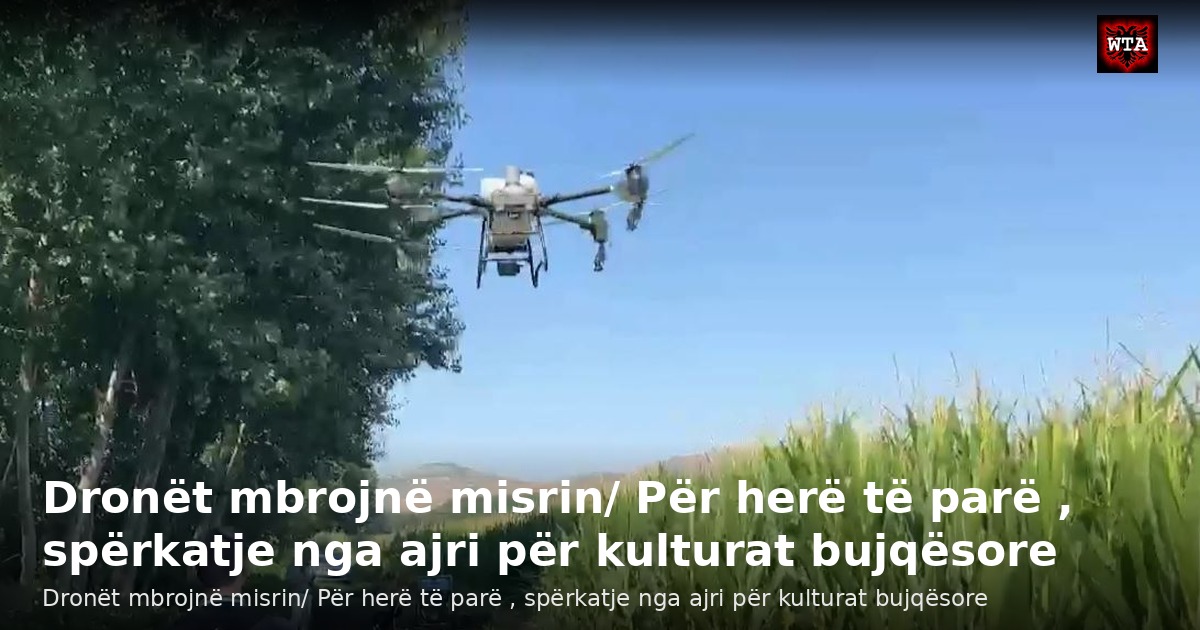 Dronët mbrojnë misrin/ Për herë të parë , spërkatje nga ajri për kulturat bujqësore