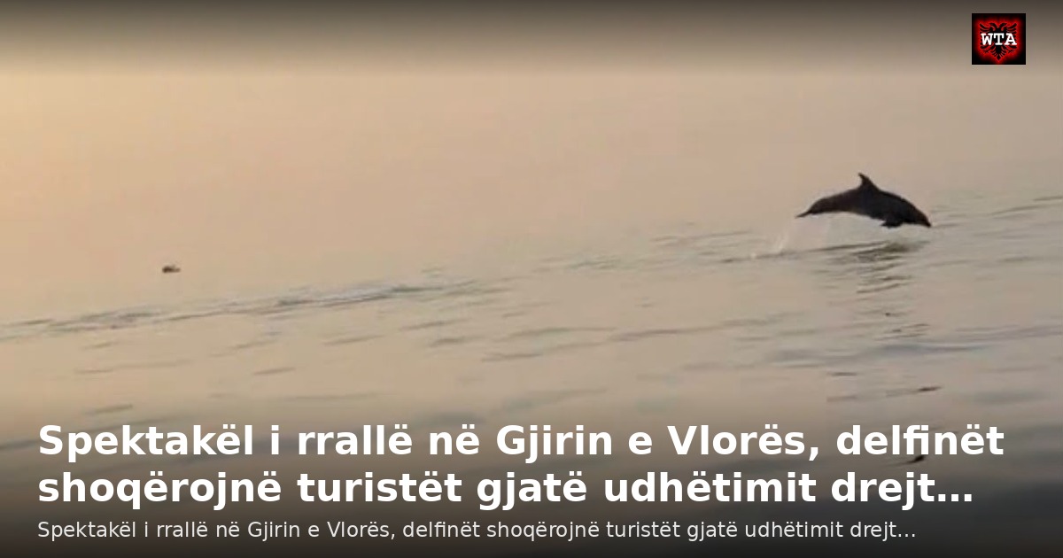 Spektakël i rrallë në Gjirin e Vlorës, delfinët shoqërojnë turistët gjatë udhëtimit drejt…