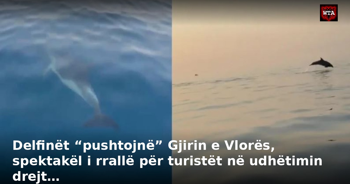 Delfinët “pushtojnë” Gjirin e Vlorës, spektakël i rrallë për turistët në udhëtimin drejt…