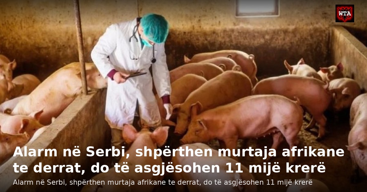Alarm në Serbi, shpërthen murtaja afrikane te derrat, do të asgjësohen 11 mijë krerë
