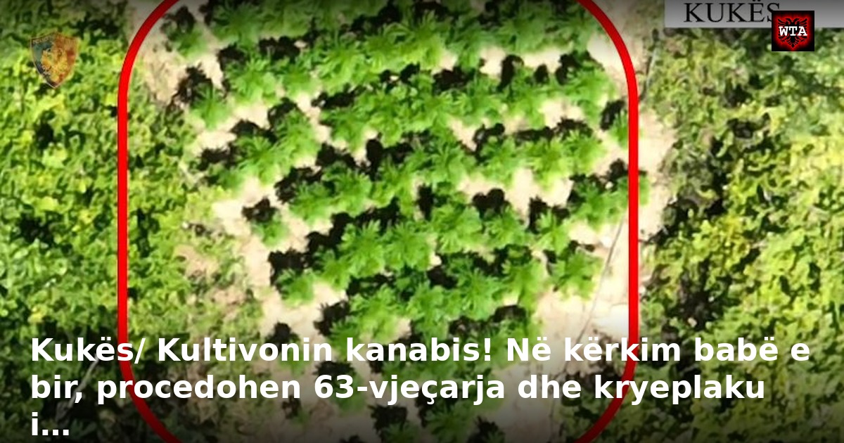 Kukës/ Kultivonin kanabis! Në kërkim babë e bir, procedohen 63-vjeçarja dhe kryeplaku i…