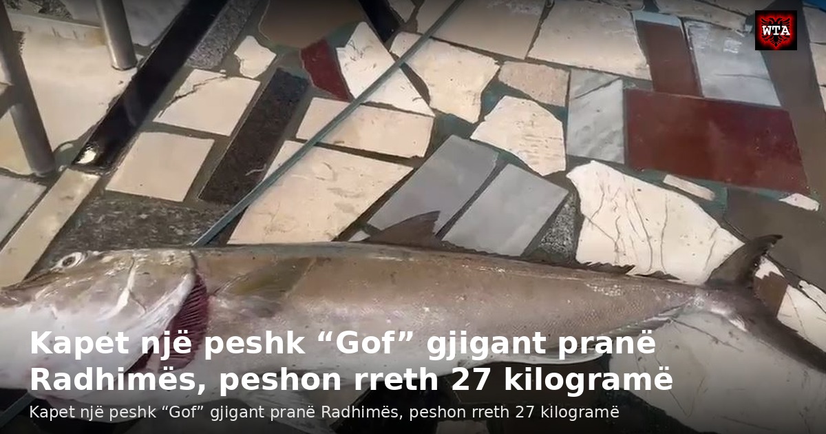 Kapet një peshk “Gof” gjigant pranë Radhimës, peshon rreth 27 kilogramë
