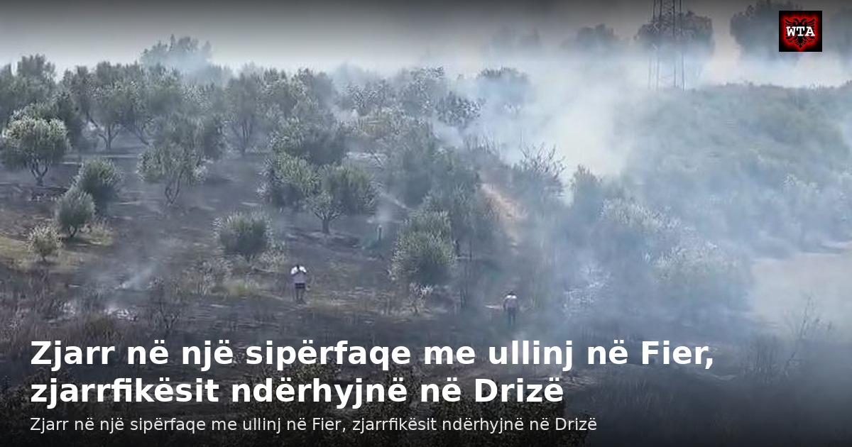 Zjarr në një sipërfaqe me ullinj në Fier, zjarrfikësit ndërhyjnë në Drizë