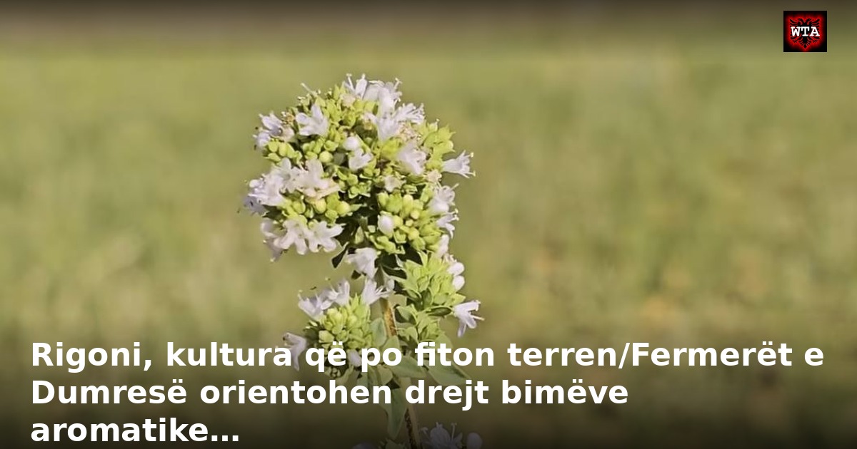 Rigoni, kultura që po fiton terren/Fermerët e Dumresë orientohen drejt bimëve aromatike…