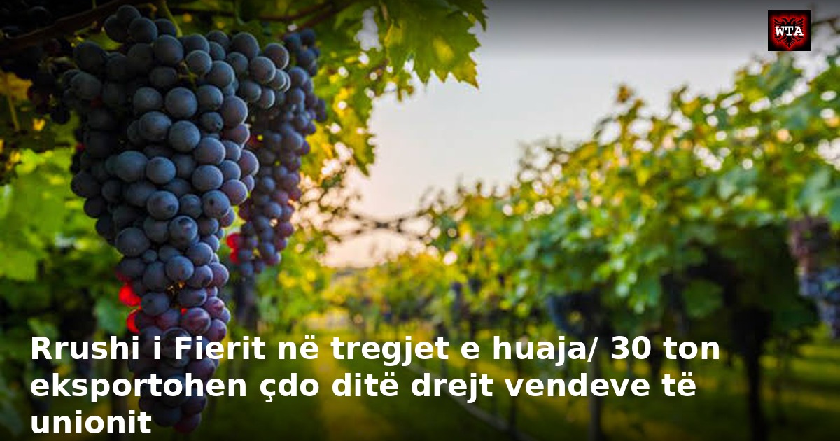 Rrushi i Fierit në tregjet e huaja/ 30 ton eksportohen çdo ditë drejt vendeve të unionit